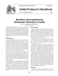 655-Bacillary Hemoglobinuria Redwater Disease in Cattle