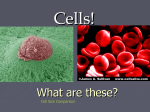 Cell Organelles Slideshow File