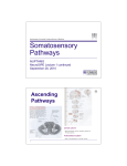 NeuroSipe Ascending Pathways and Lesions