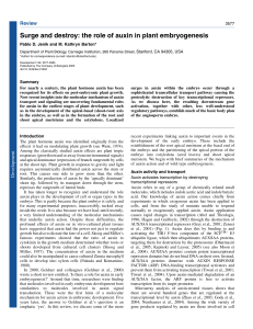 Surge and destroy: the role of auxin in plant embryogenesis