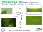 Mixing within cells: Cytoplasmic Streaming in Chara Corallina and