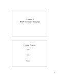 Lecture 8 RNA Secondary Structure Central Dogma