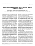 Interactions between venation pattern formation genes in
