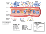 Inflammatory response: 1. Vascular reaction 2. Cellular reaction