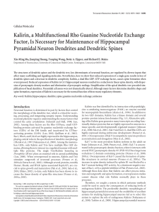 Kalirin, a Multifunctional Rho Guanine Nucleotide Exchange Factor