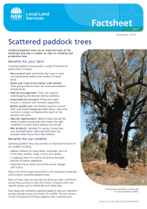 Scattered paddock trees - Central West Local Land Services