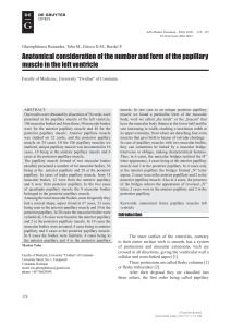 Anatomical consideration of the number and form of the papillary