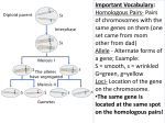 Homologous Pairs- Pairs of chromosomes with the same genes on