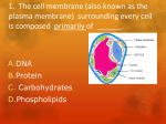 Plasma Membrane and Cell Transport Clicker Questions