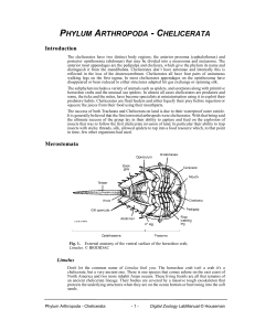 phylum arthropoda - chelicerata