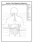 Notes: The Digestive System Notes: The Digestive System