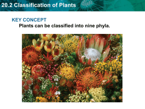 20.2 Classification of Plants