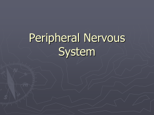 02. Peripheral Nervous System