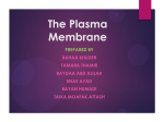 The Plasma Membrane