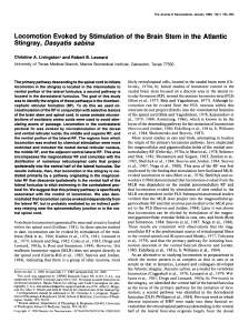 Locomotion Evoked by Stimulation of the Brain Stem in the Atlantic