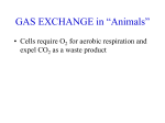GAS EXCHANGE in “Animals”