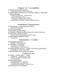 Chapter 10. Lissamphibia Amphibian Characteristics Salamanders