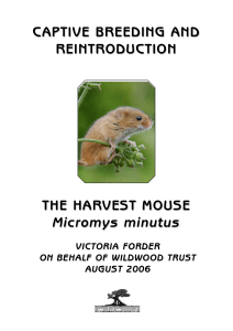Harvest Mouse Fact Sheet