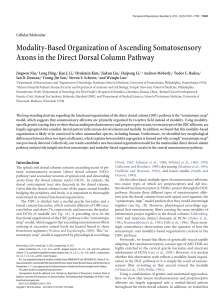 Modality-Based Organization of Ascending Somatosensory Axons in