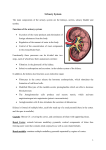 Urinary System