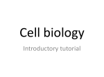 Cell biology - www . histology . ro