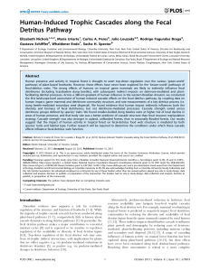 Human-Induced Trophic Cascades along the Fecal Detritus Pathway