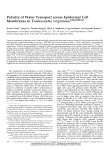 Polarity of Water Transport across Epidermal Cell