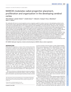 MARCKS modulates radial progenitor placement