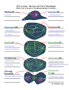 Brain of the cell Make ribosome subunits Anchors spindle fiber to the