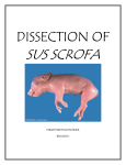 dissection of - Spring Branch ISD