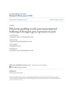 Ribosome profiling reveals post-transcriptional buffering of divergent