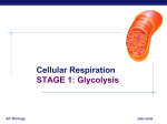 3 Option A Cell Respiration Glycolysis 2012