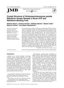 Crystal Structure of Schizosaccharomyces pombe Riboflavin Kinase