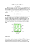 The Photosynthesis Process