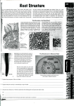 The Structure of a Dicot Root : The Structure of a Monocot Root