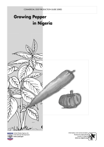 Growing Pepper in Nigeria