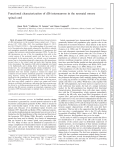 Functional characterization of dI6 interneurons in the neonatal