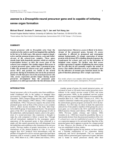 asense is a Drosophila neural precursor gene and is