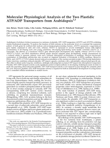 Molecular Physiological Analysis of the Two Plastidic ATP/ADP