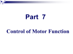 motor neuron