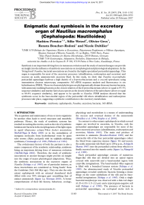 Enigmatic dual symbiosis in the excretory organ of Nautilus