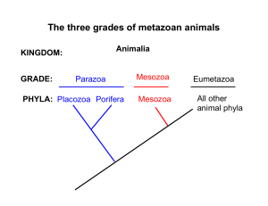 The three grades of metazoan animals