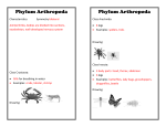 Phylum Arthropoda Phylum Arthropoda