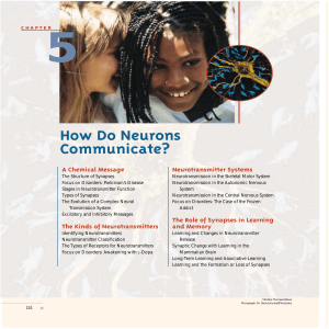 How Do Neurons Communicate?