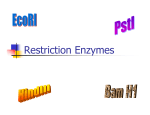 Restriction Enzymes