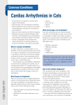 Cardiac Arrhythmias in Cats