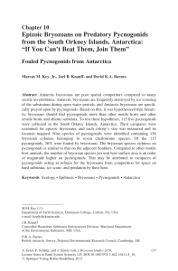 Epizoic Bryozoans on Predatory Pycnogonids from the South