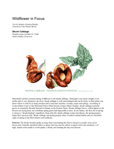 Maryland Native Plant Society: Wildflower in Focus: Skunk Cabbage