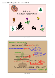 Aerobic Cellular Respiration class notes.notebook