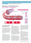061205Muscle physiology